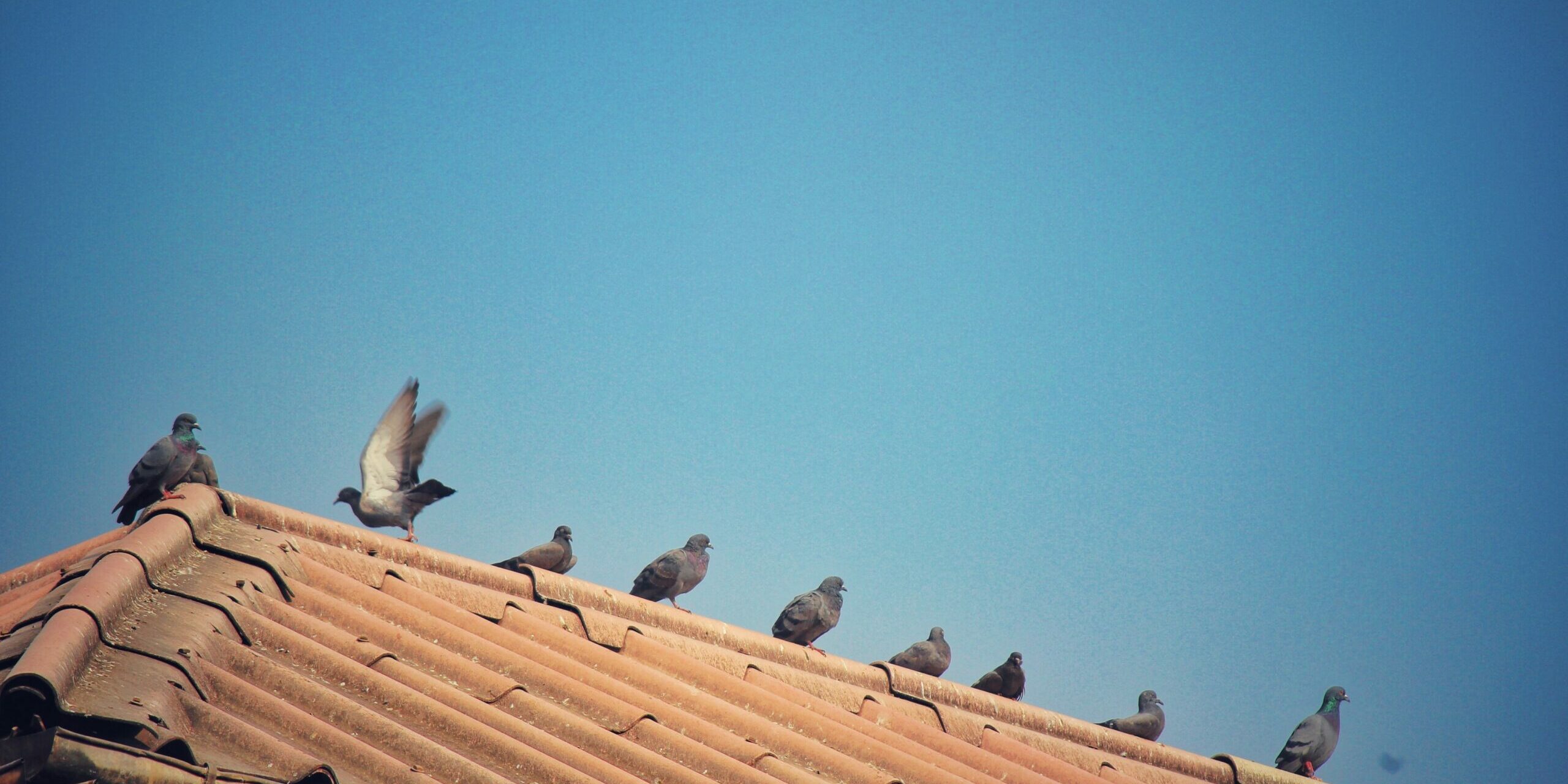 low-angle-view-birds-perching-roof-against-clear-blue-sky Low Angle View Birds Perching Roof Against Clear Blue Sky