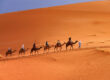 Berber Man Leading Camel Caravan