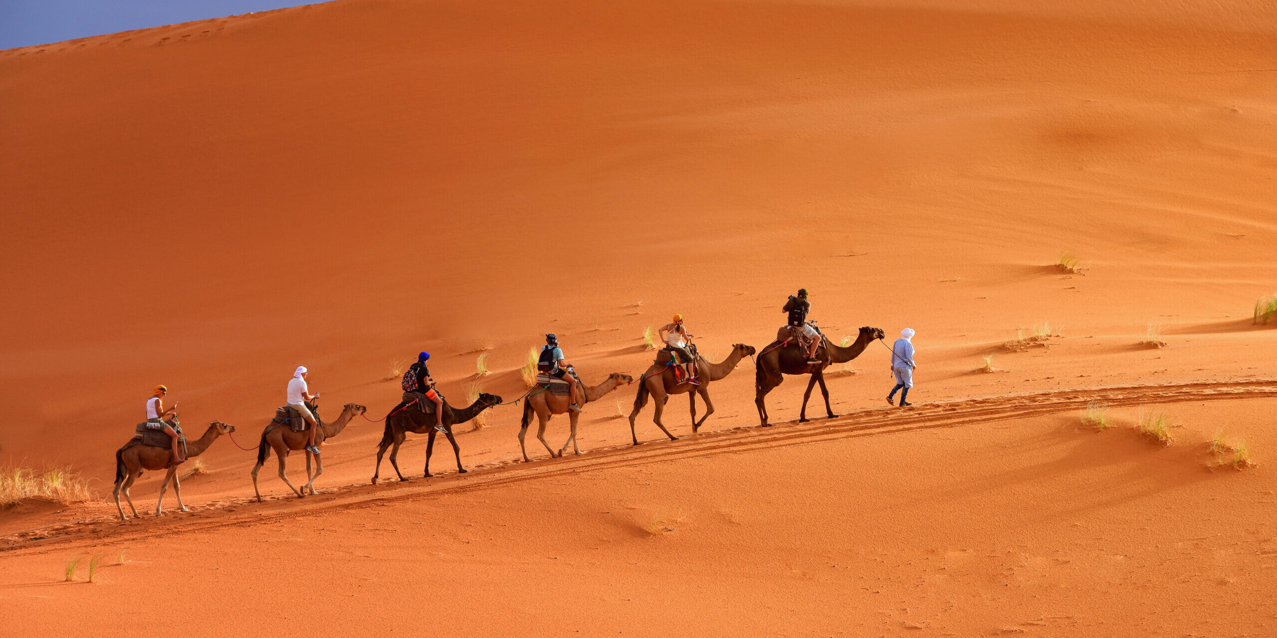 Berber Man Leading Camel Caravan