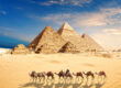 A Camel Caravan With Bedouins By The Pyramids Of Egypt In The Desert Of Giza
