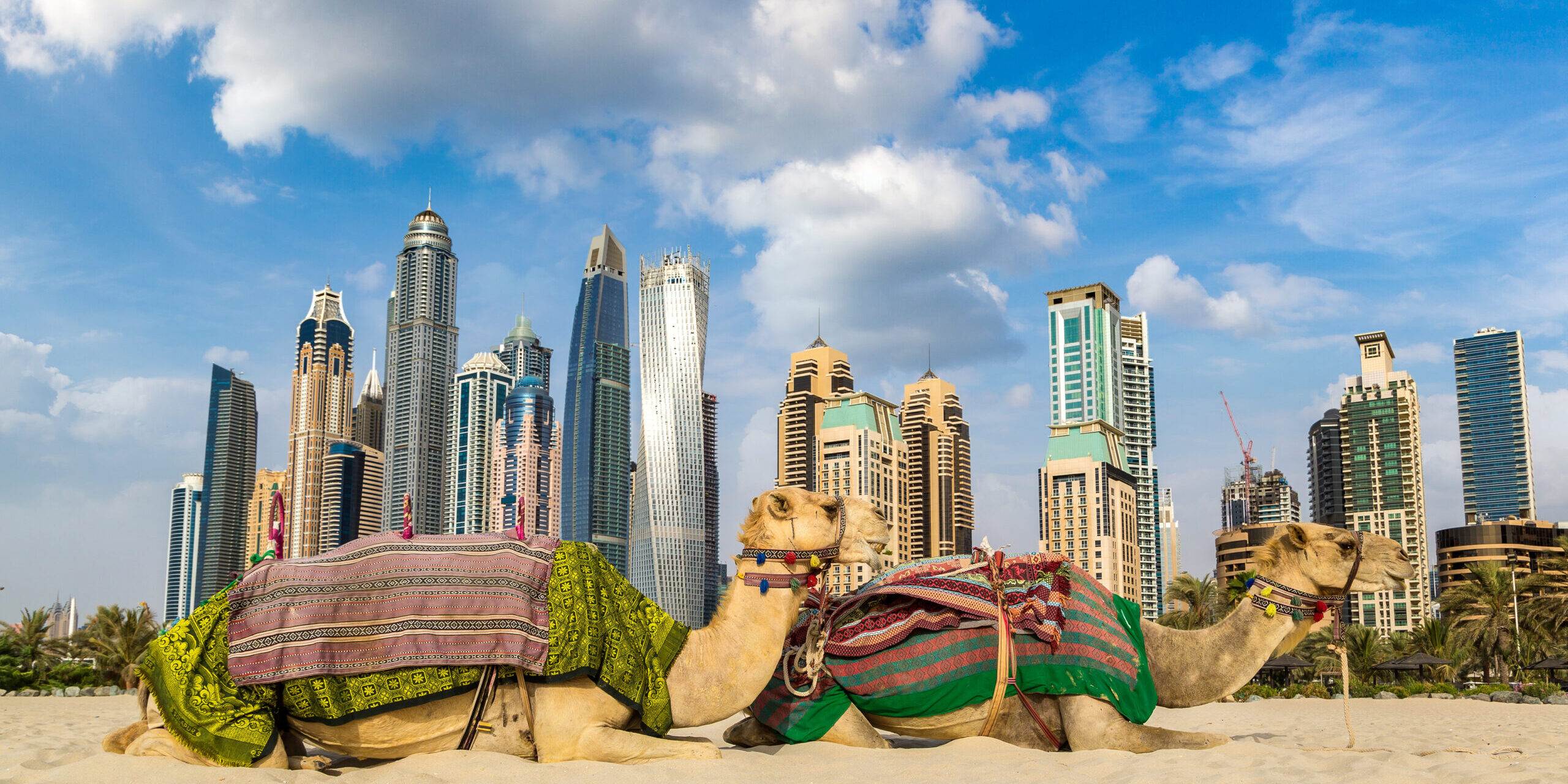 Camel in Dubai Marina, United Arab Emirates Camel In Dubai Marina, United Arab Emirates