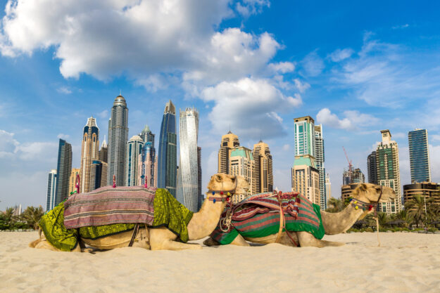 Camel in Dubai Marina, United Arab Emirates Camel In Dubai Marina, United Arab Emirates
