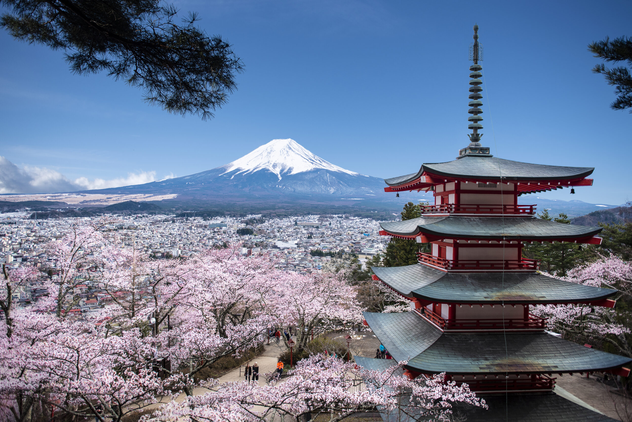 Red Chureito Pagoda Mt Fuji Background Spring With Cherry Blossoms